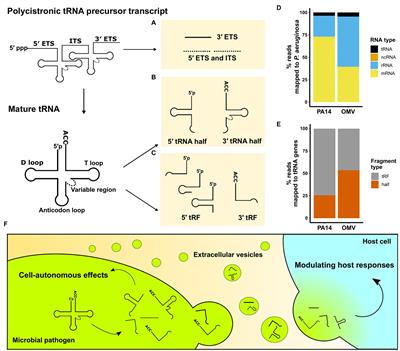 Frontiers Transfer Rna Derived Fragments The Underappreciated